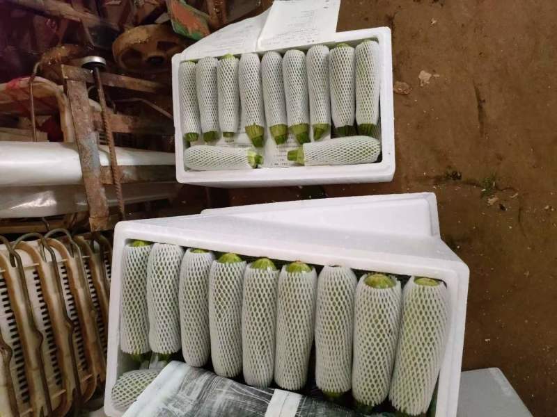 西葫芦每天都有，工人分级，支持全国发货，各种规格。