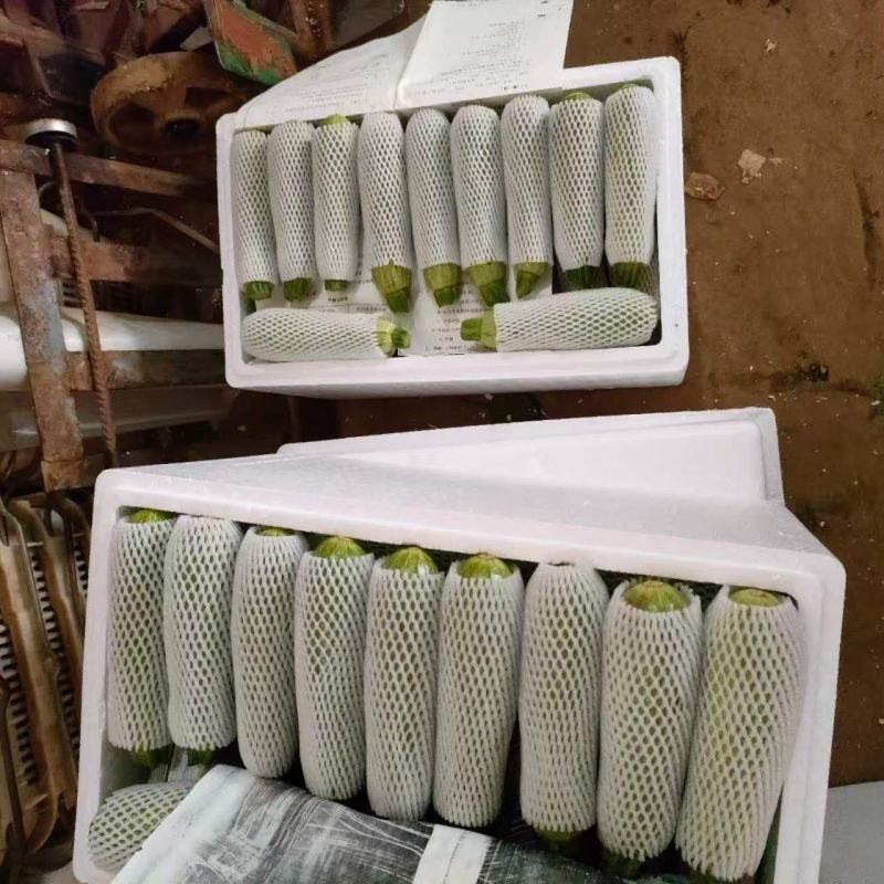 西葫芦每天都有，工人分级，支持全国发货，各种规格。