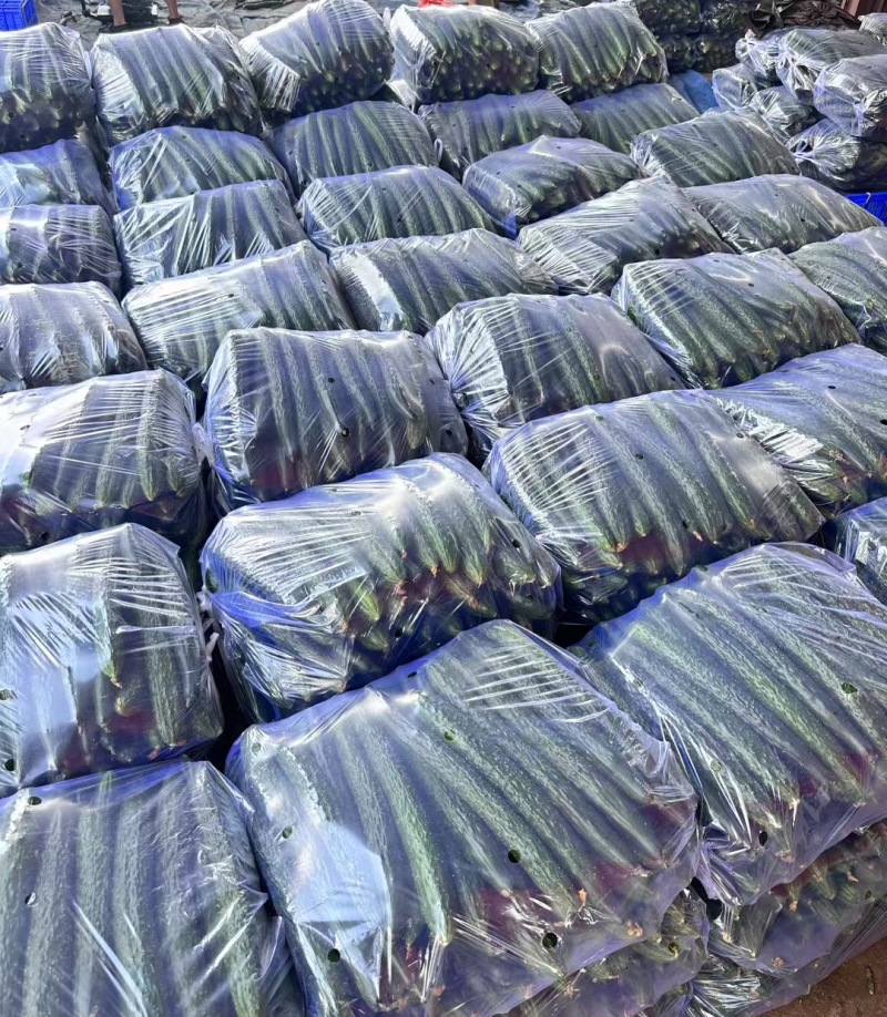 贵州密刺黄瓜开始采摘，品质可以
