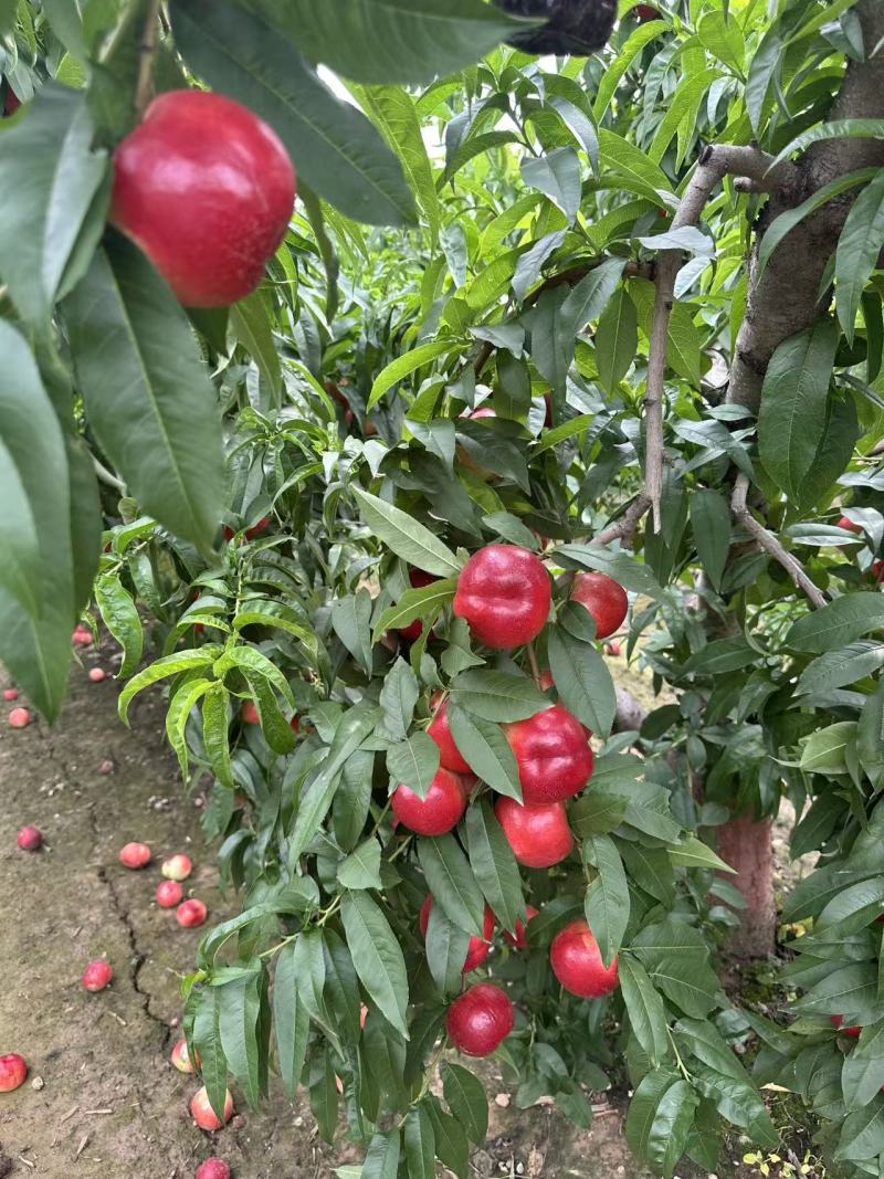 （中油油桃）中油18/陕西油桃/电商直播/可开发票供应