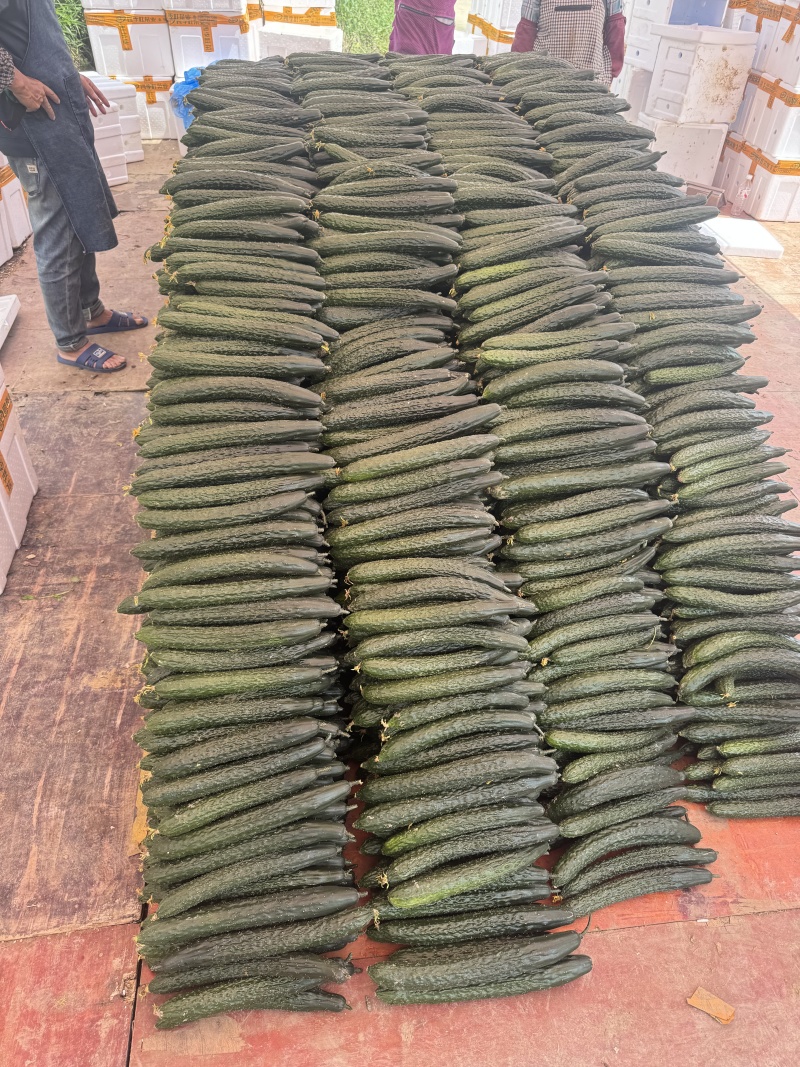 贵州密刺黄瓜开始采摘，品质可以