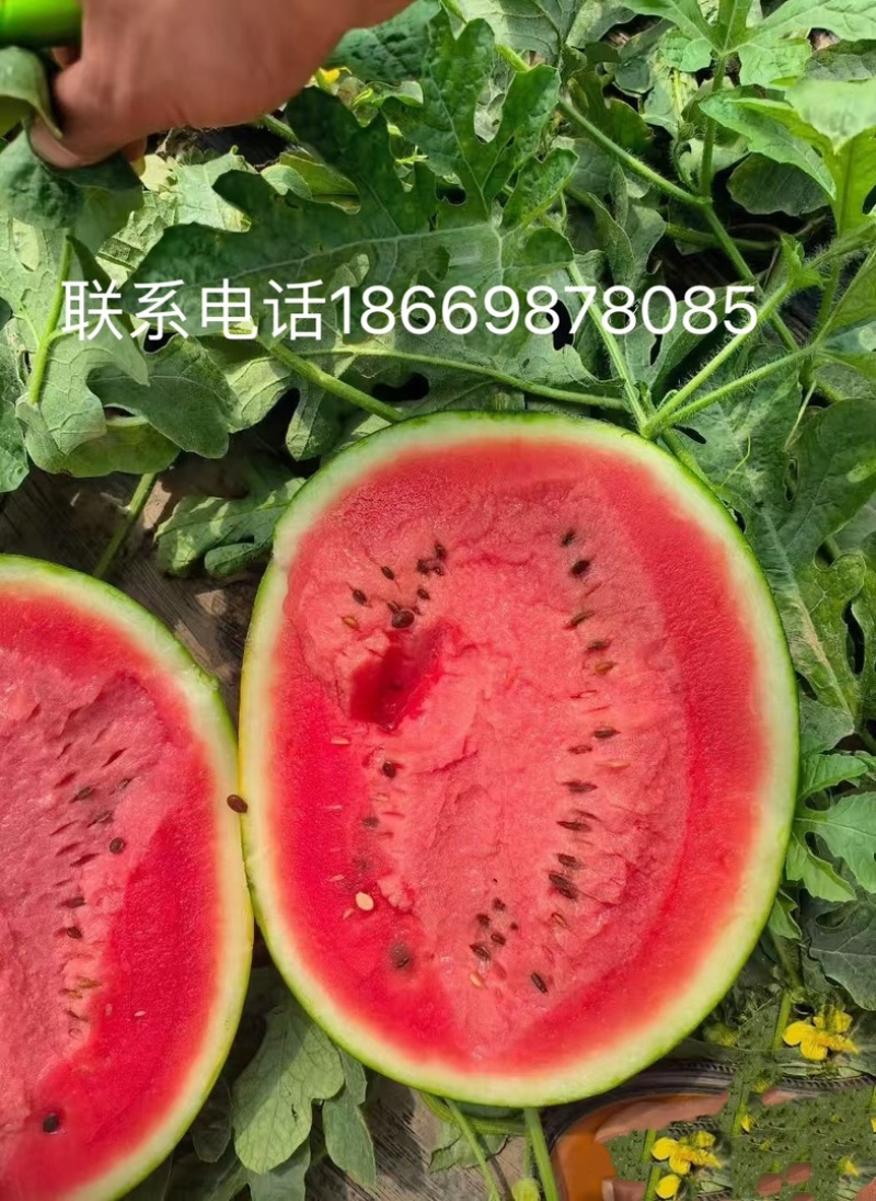 精品美都西瓜开园啦欢迎前来采购