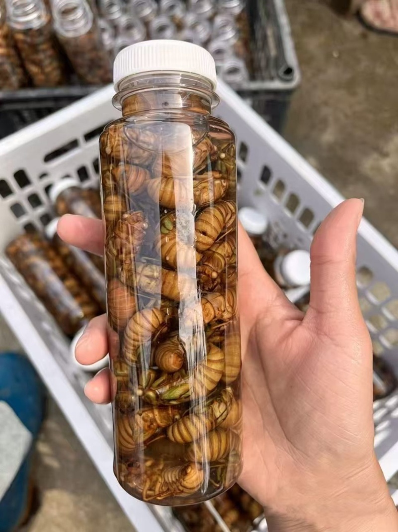山东金蝉电商一件代发，社区团购，批发，欢迎咨询