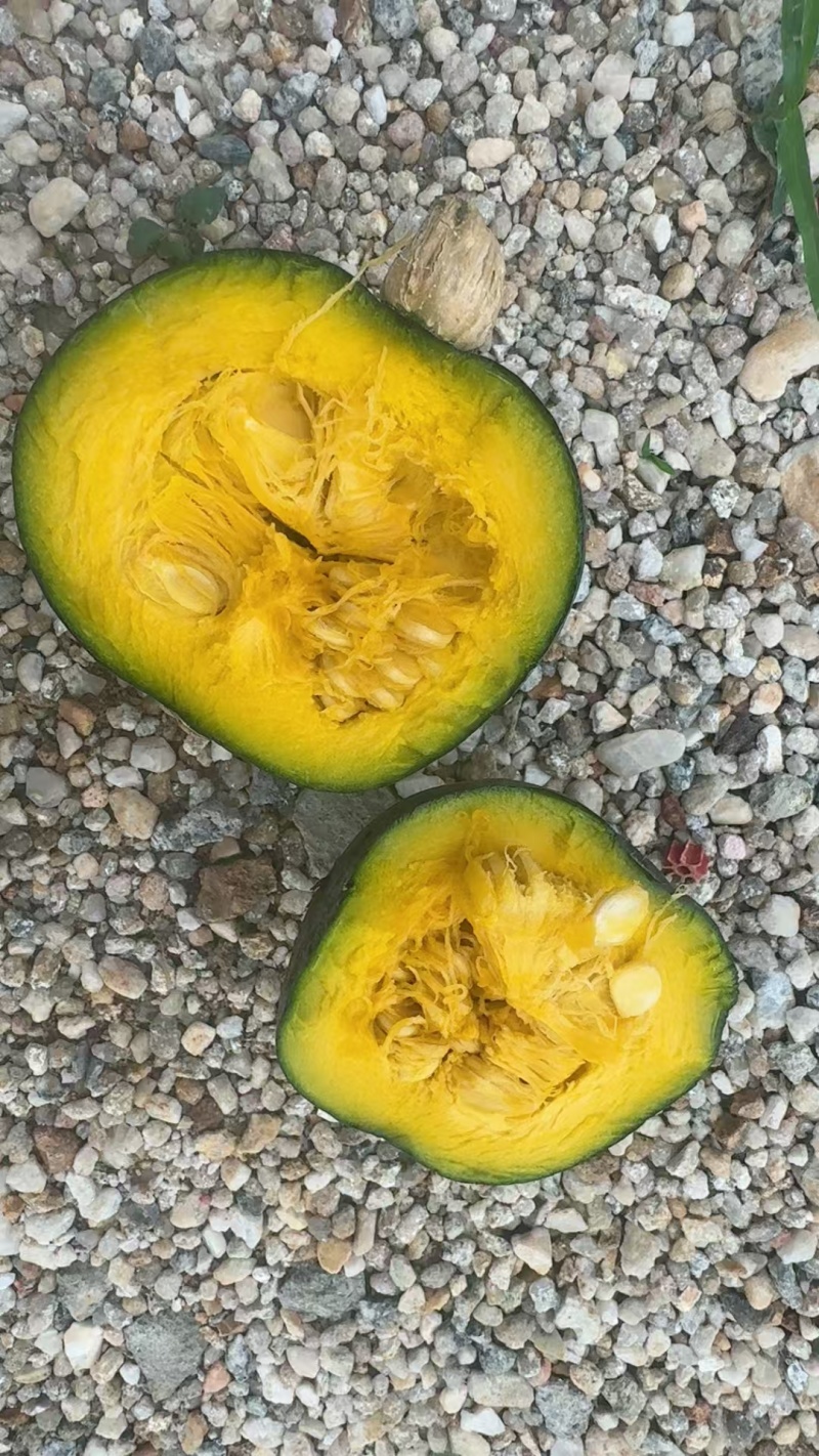 爆粉贝贝南瓜大量有货