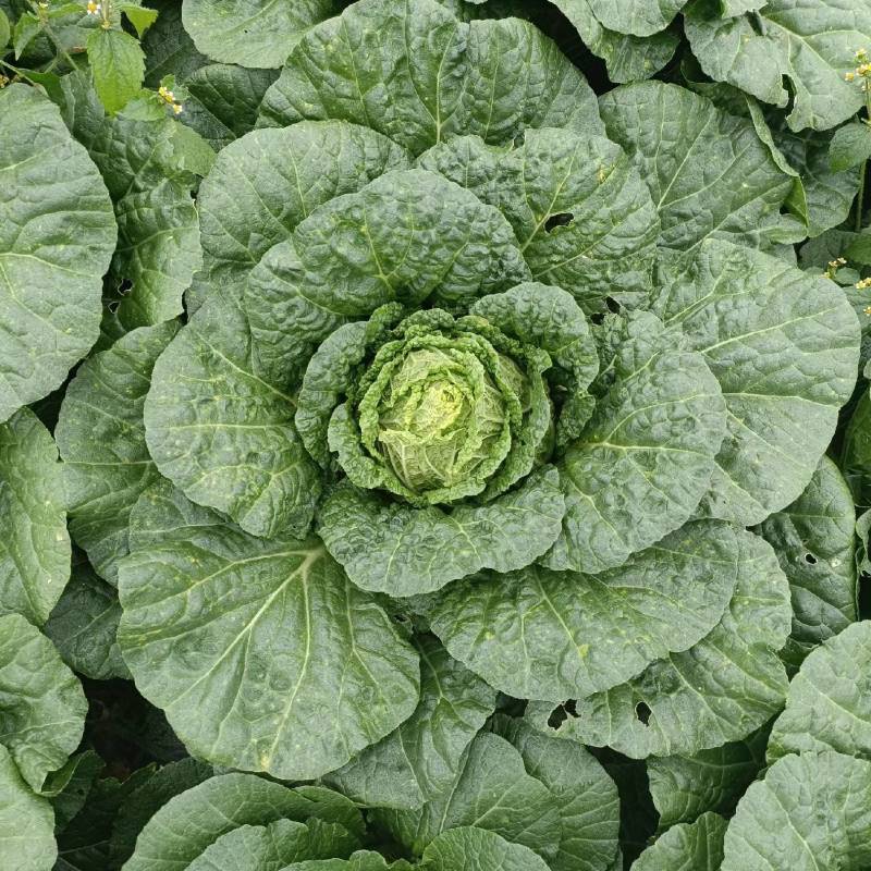 黄心白菜