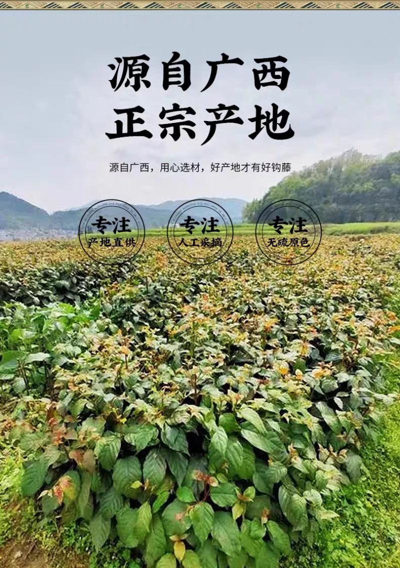 包邮）中药材钩藤500克；大部分省包邮兔运费