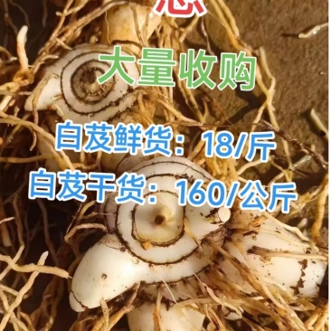 白芨鲜货