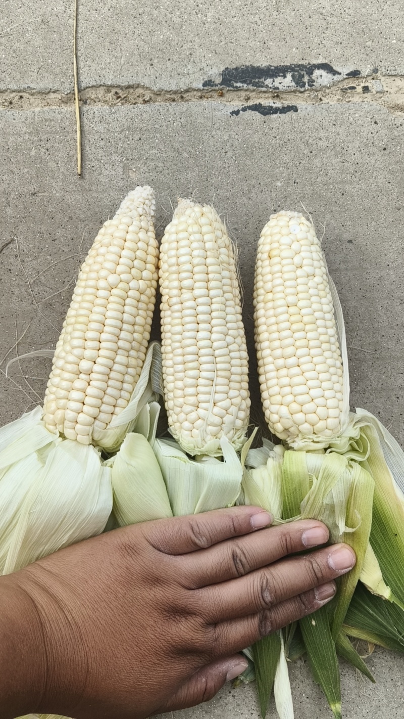 白糯玉米，香甜可口