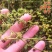 仙鹤草种子龙牙草脱力草狼牙草金顶龙牙中药材基地