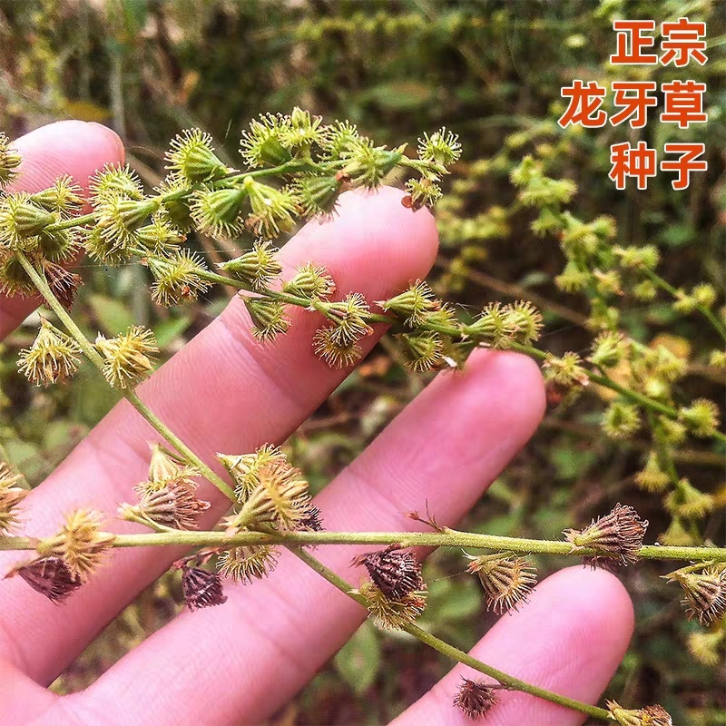 仙鹤草种子龙牙草脱力草狼牙草金顶龙牙中药材基地