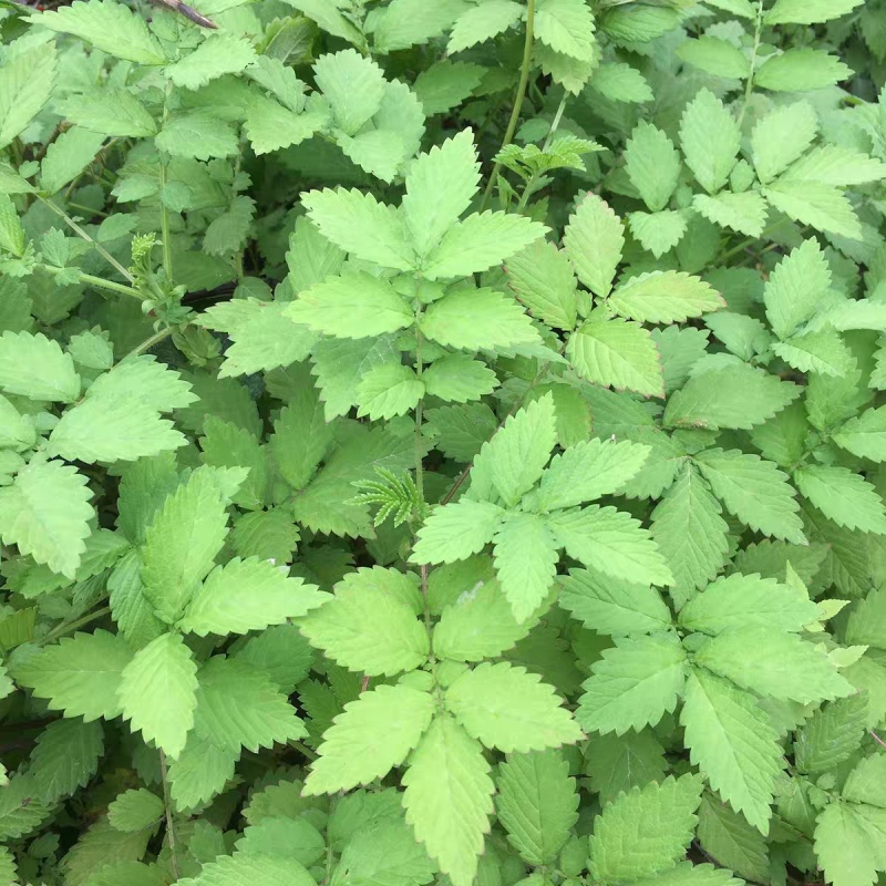 仙鹤草种子龙牙草脱力草狼牙草金顶龙牙中药材基地