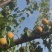大凯特杏产地源头直采大杏个头大价格优