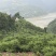 巫山脆李（曲尺乡产地）预售，支持批发，现采现发，快递代发