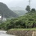 巫山脆李（曲尺乡产地）预售，支持批发，现采现发，快递代发