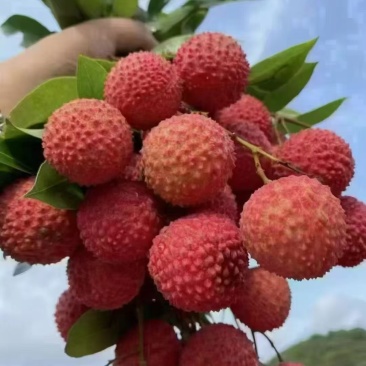 大量增城桂味荔枝，159-209-189-02