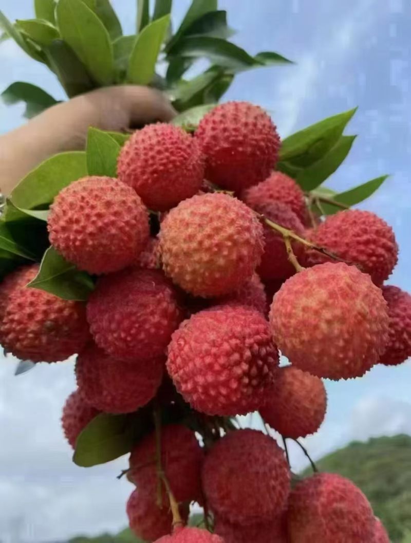大量增城桂味荔枝批发零售***********