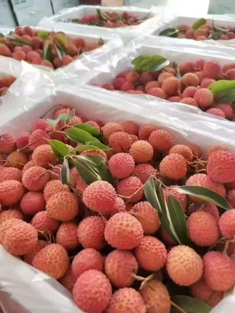 大量增城桂味荔枝批发零售***********