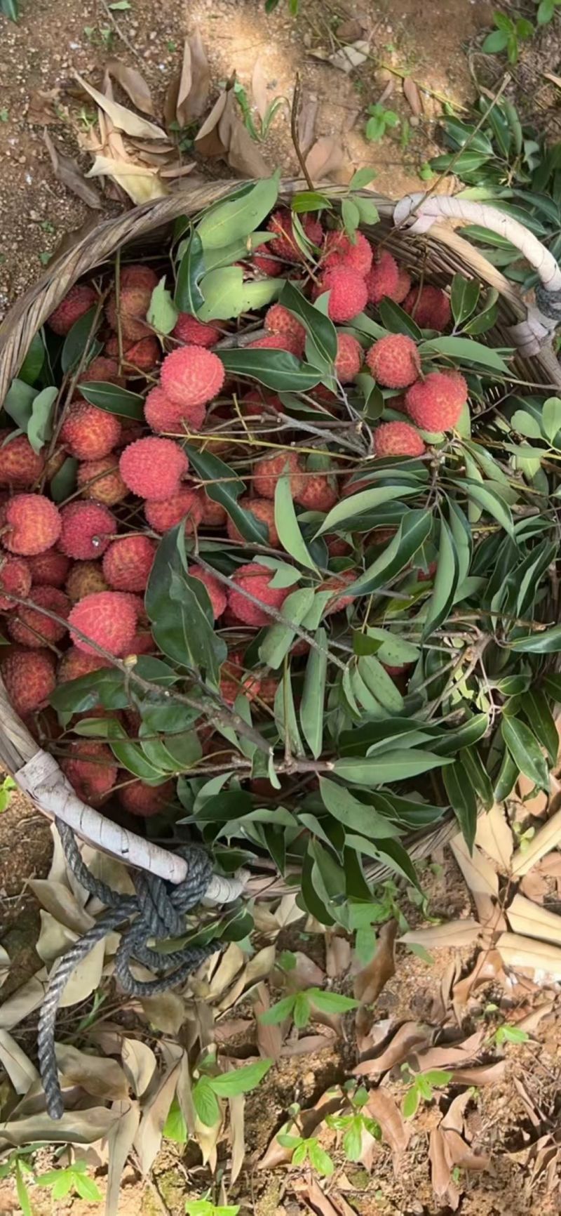 大量增城桂味荔枝批发零售***********