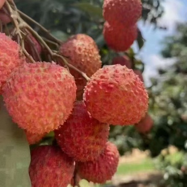 大量增城桂味荔枝批发零售***********