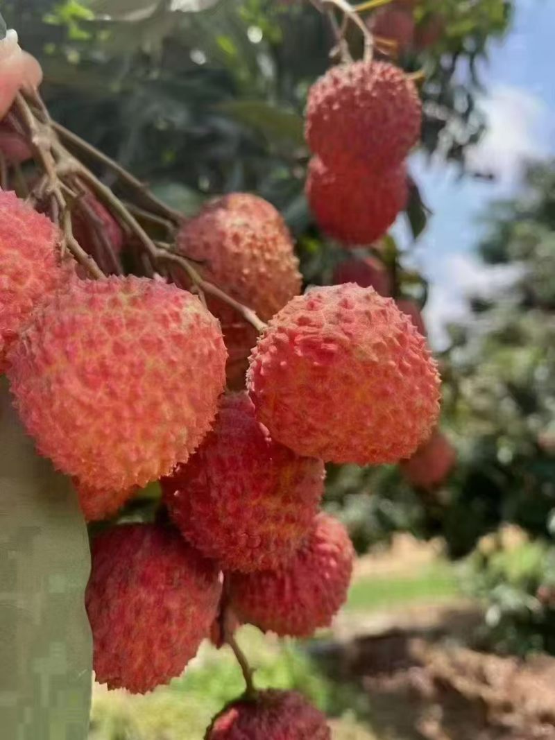 大量增城桂味荔枝批发零售***********