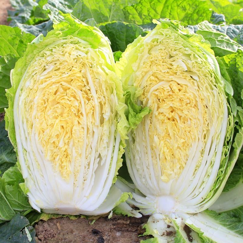 新鲜娃娃菜大量供应种植基地现采现发品质保障诚信经营