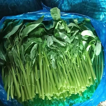 江苏空心菜，精品空心菜，自家基地，一手货源，保质保量，欢