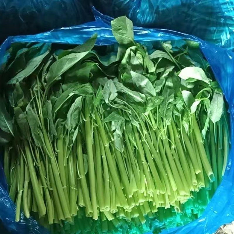 江苏空心菜，精品空心菜，自家基地，一手货源，保质保量，欢