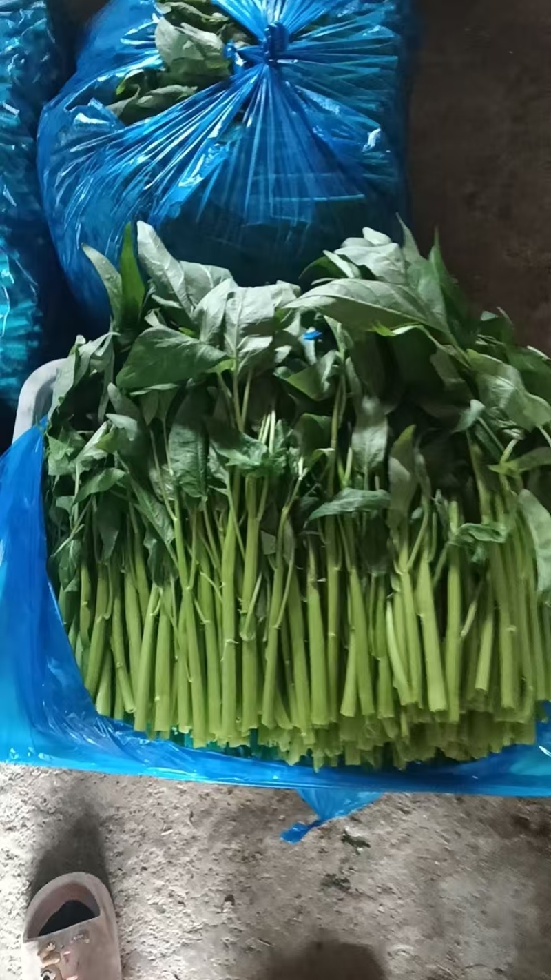 江苏空心菜，精品空心菜，自家基地，一手货源，保质保量，欢