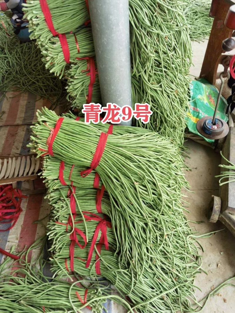 压塌架长豇豆种籽抗病高产籽少小叶肉厚长豆角种大田基地专用