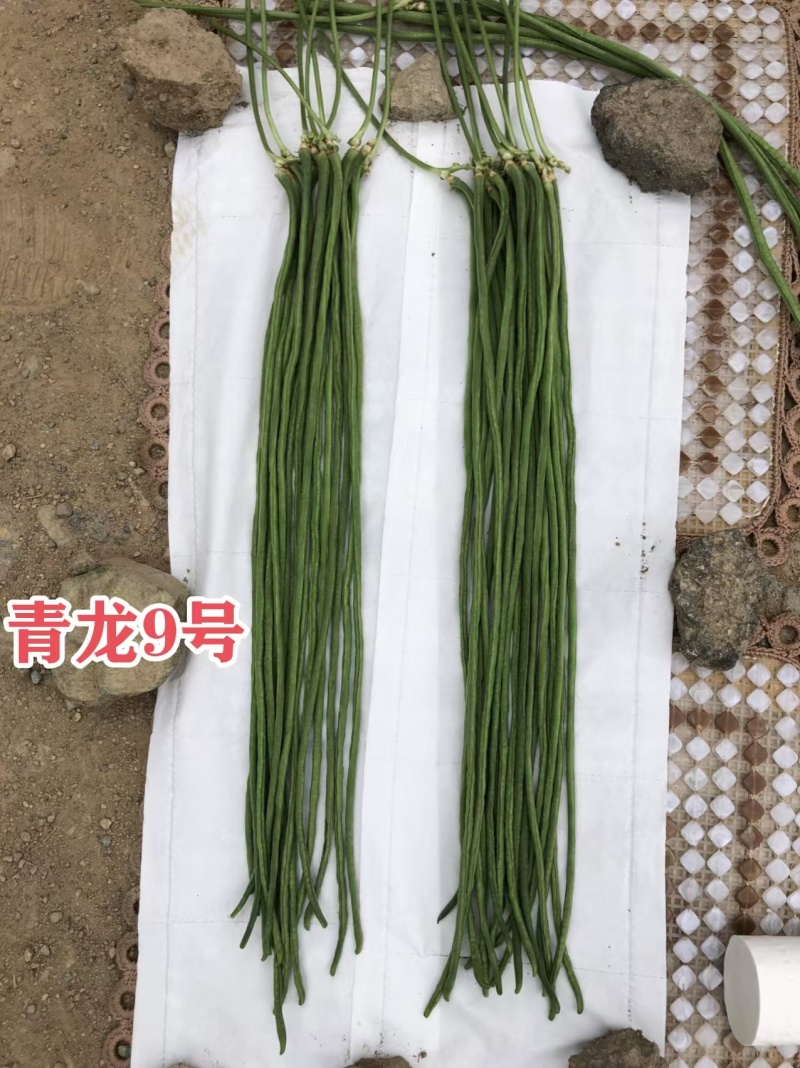 压塌架长豇豆种籽抗病高产籽少小叶肉厚长豆角种大田基地专用