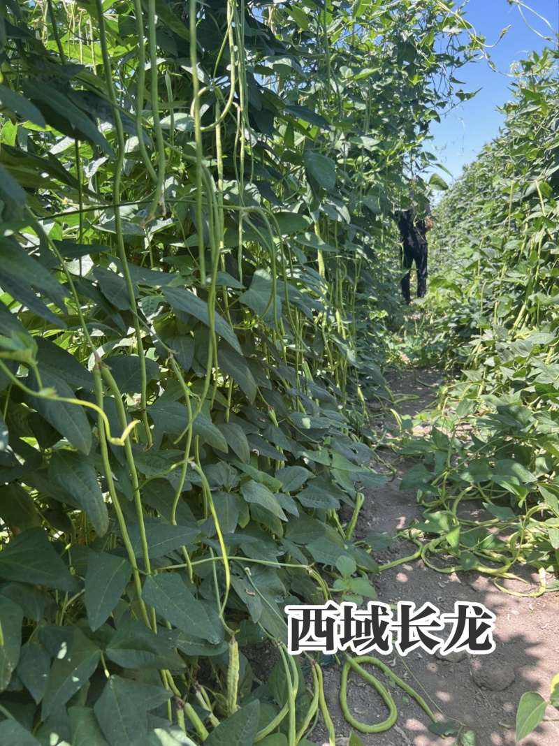 压塌架长豇豆种籽抗病高产籽少小叶肉厚长豆角种大田基地专用