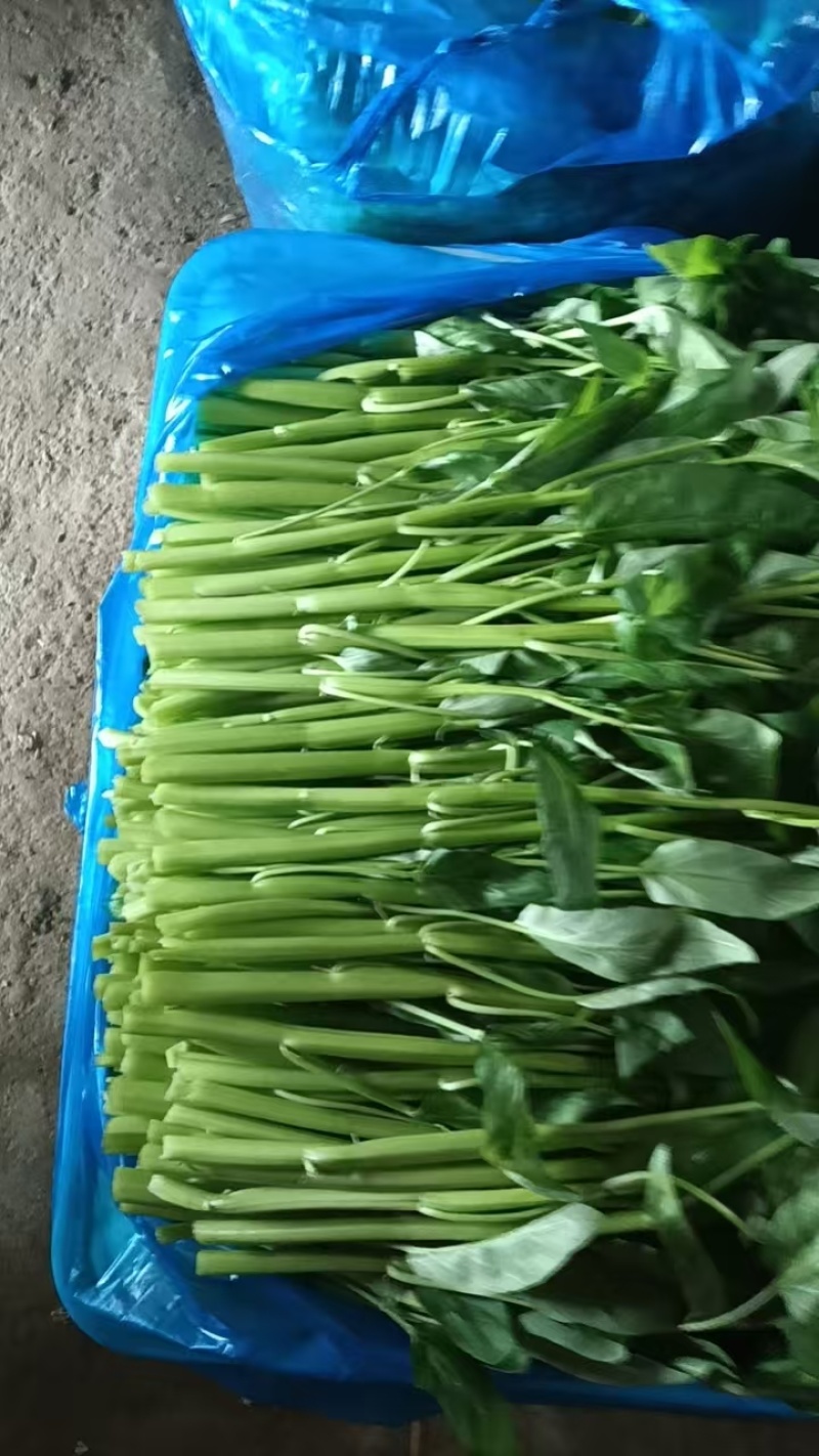 江苏空心菜，精品空心菜，自家基地，一手货源，保质保量，欢