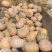湖北嘉鱼产地直销精品全黄盘龙204欢迎大家订购！！