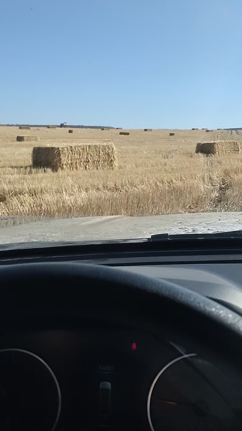 小麦秸秆
