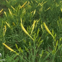 黄花菜