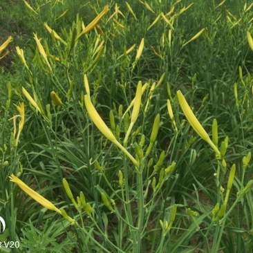 黄花菜