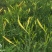 黄花菜