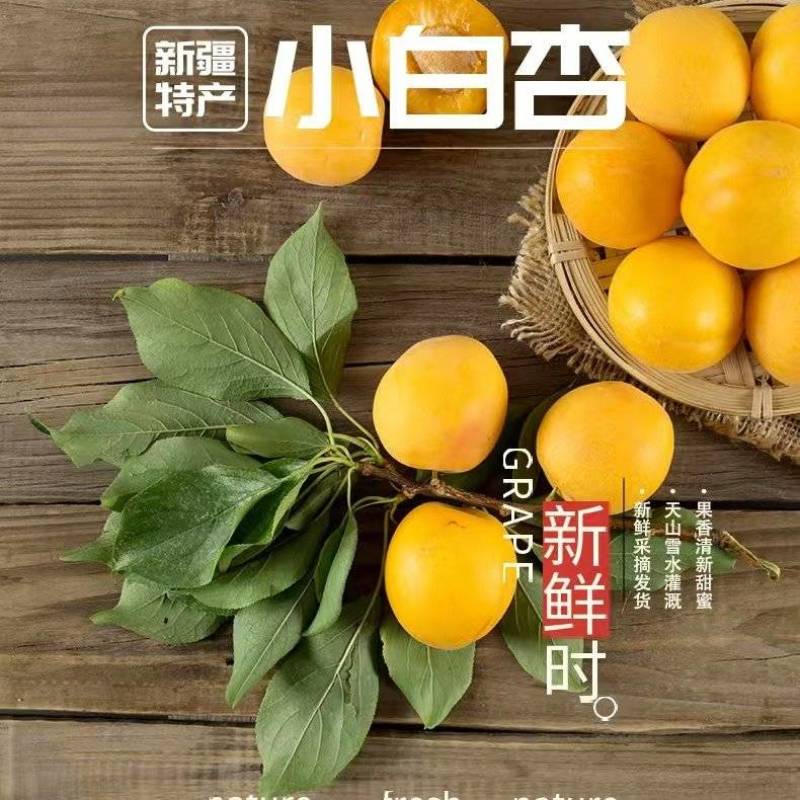 新疆小白杏