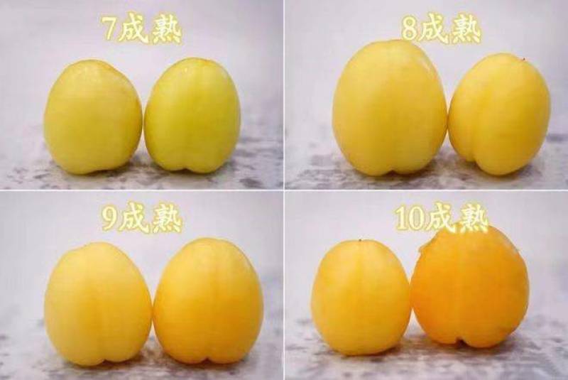 新疆小白杏