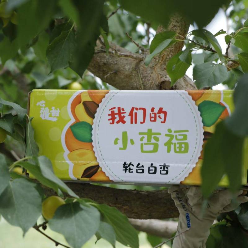 新疆小白杏