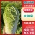 新鲜娃娃菜大量供应种植基地现采现发品质保障诚信经营