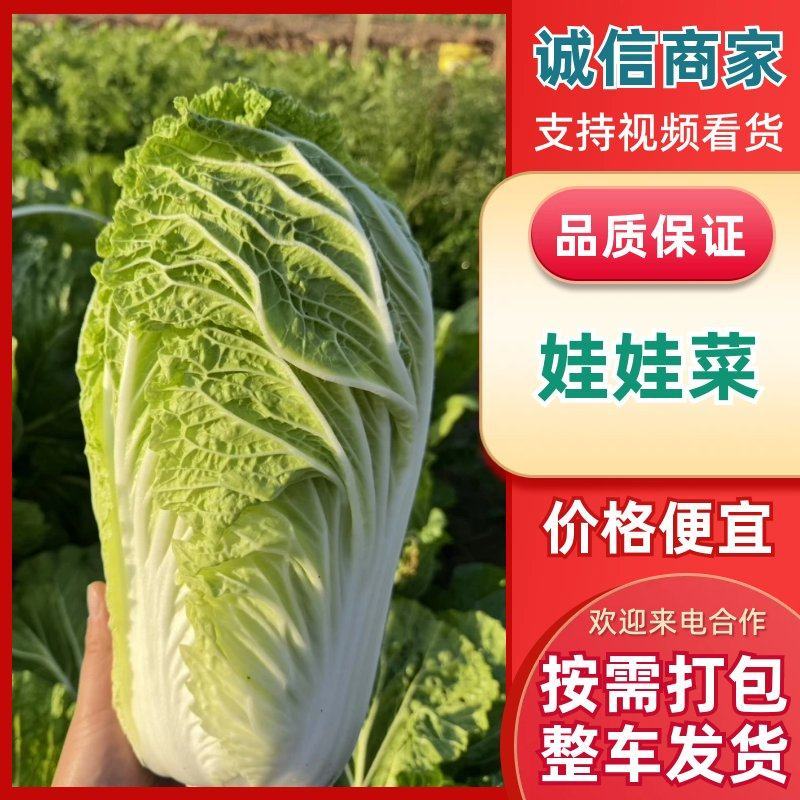 新鲜娃娃菜大量供应种植基地现采现发品质保障诚信经营