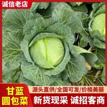 【精选】特级圆包菜甘蓝新鲜供应全国商超档口品质保证