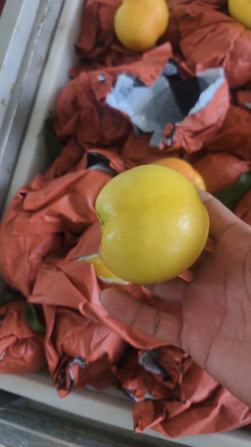 黄油桃