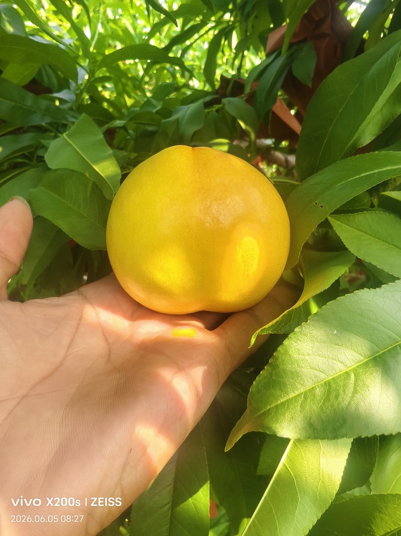 黄油桃