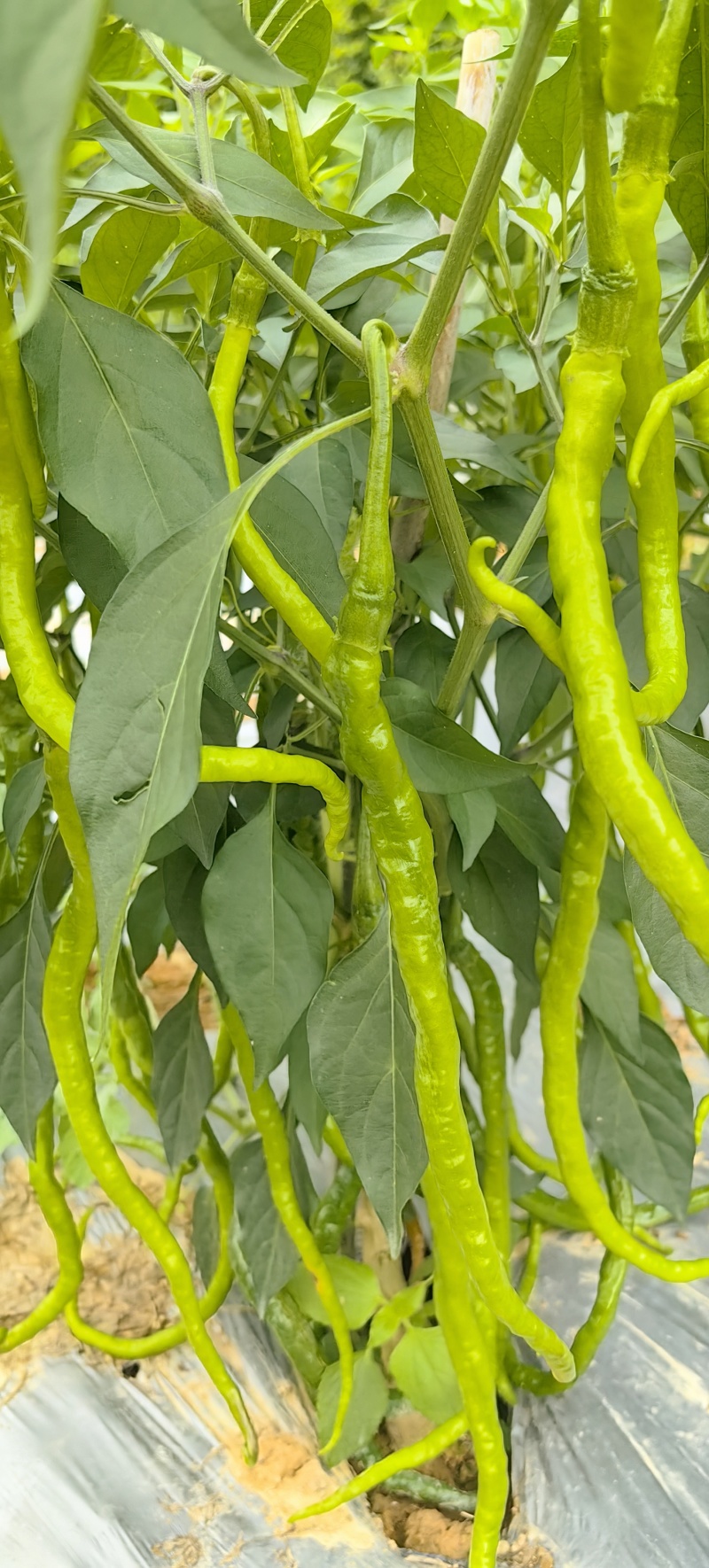 正宗山区精品线椒！鸡肠子辣椒，质量有保证，价格低！