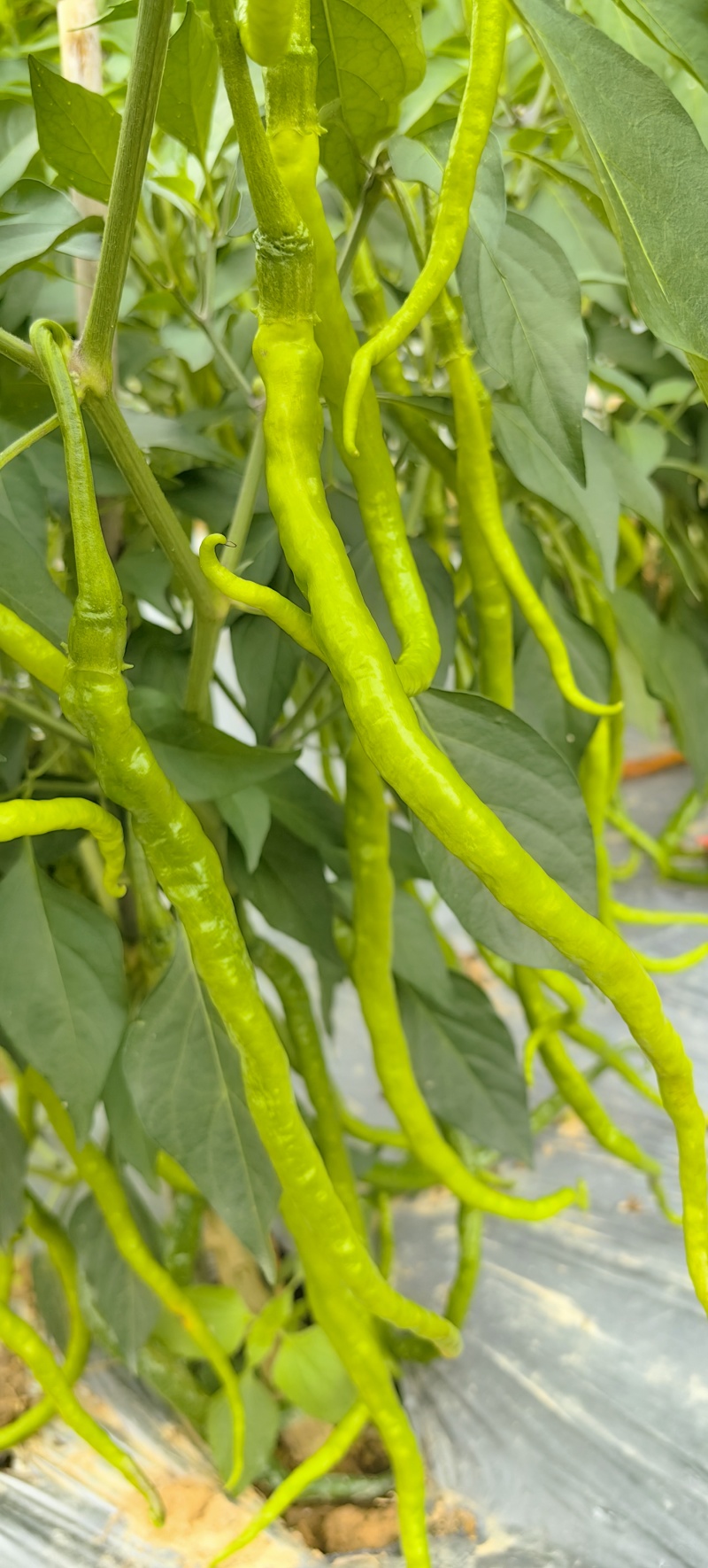 正宗山区精品线椒！鸡肠子辣椒，质量有保证，价格低！