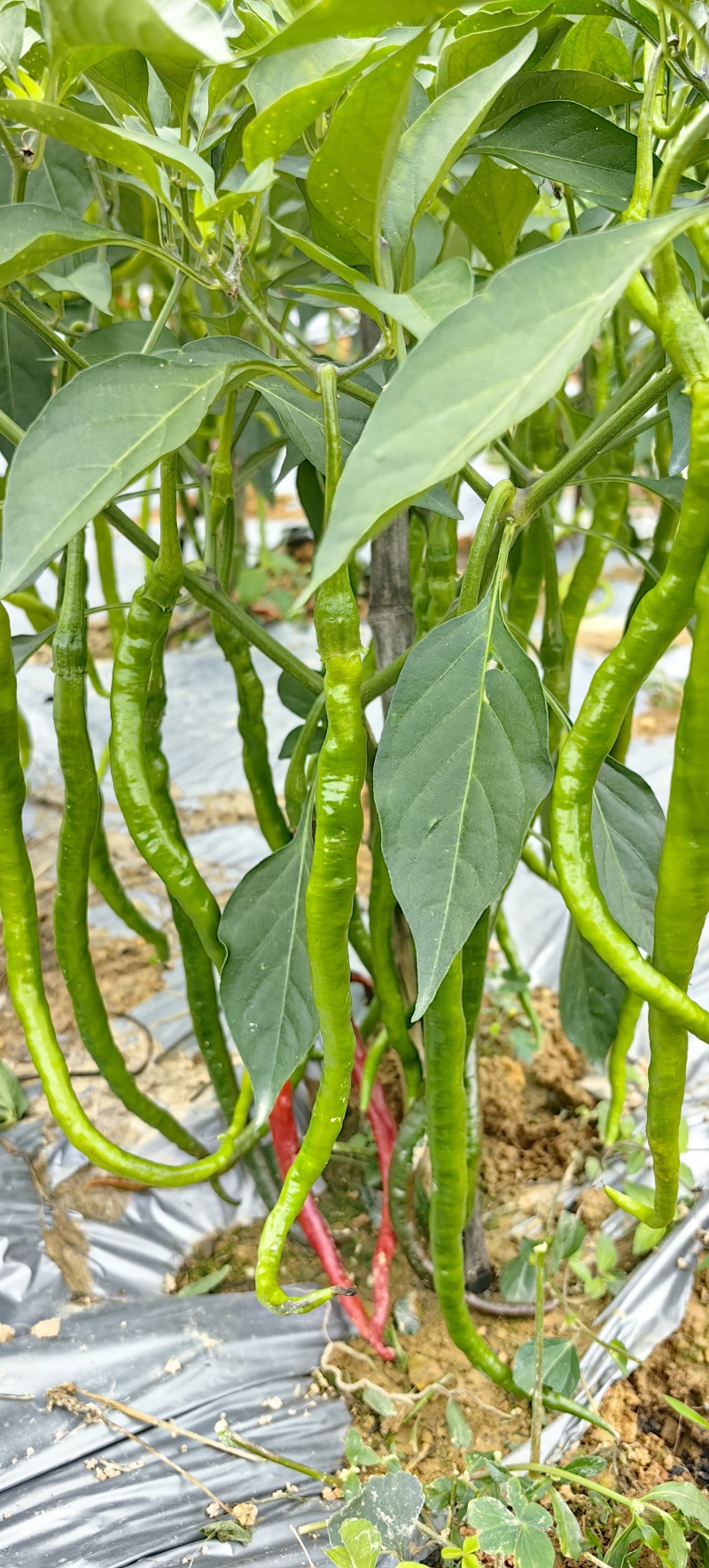 正宗山区精品线椒！鸡肠子辣椒，质量有保证，价格低！