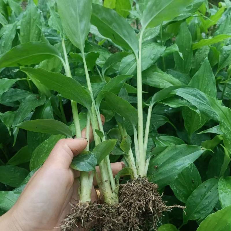 草果苗