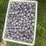 五月脆，脆甜李子，蜂糖李